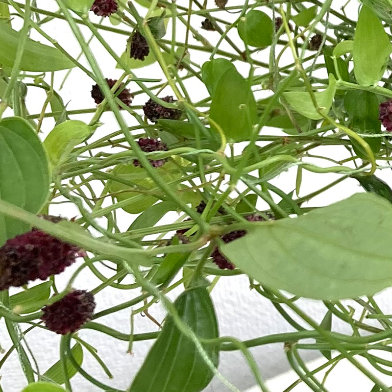花laboアドバンス作品